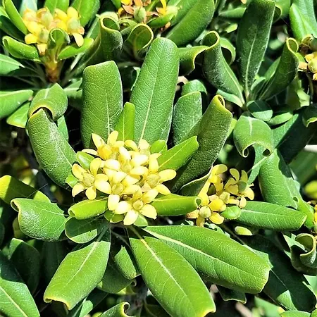 Appartement Cabo Cervera Primera Linea De Lujo *