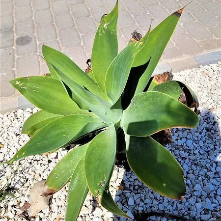 Cabo Cervera Primera Linea De Lujo Torrevieja